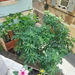 Apartamento Cebelica *